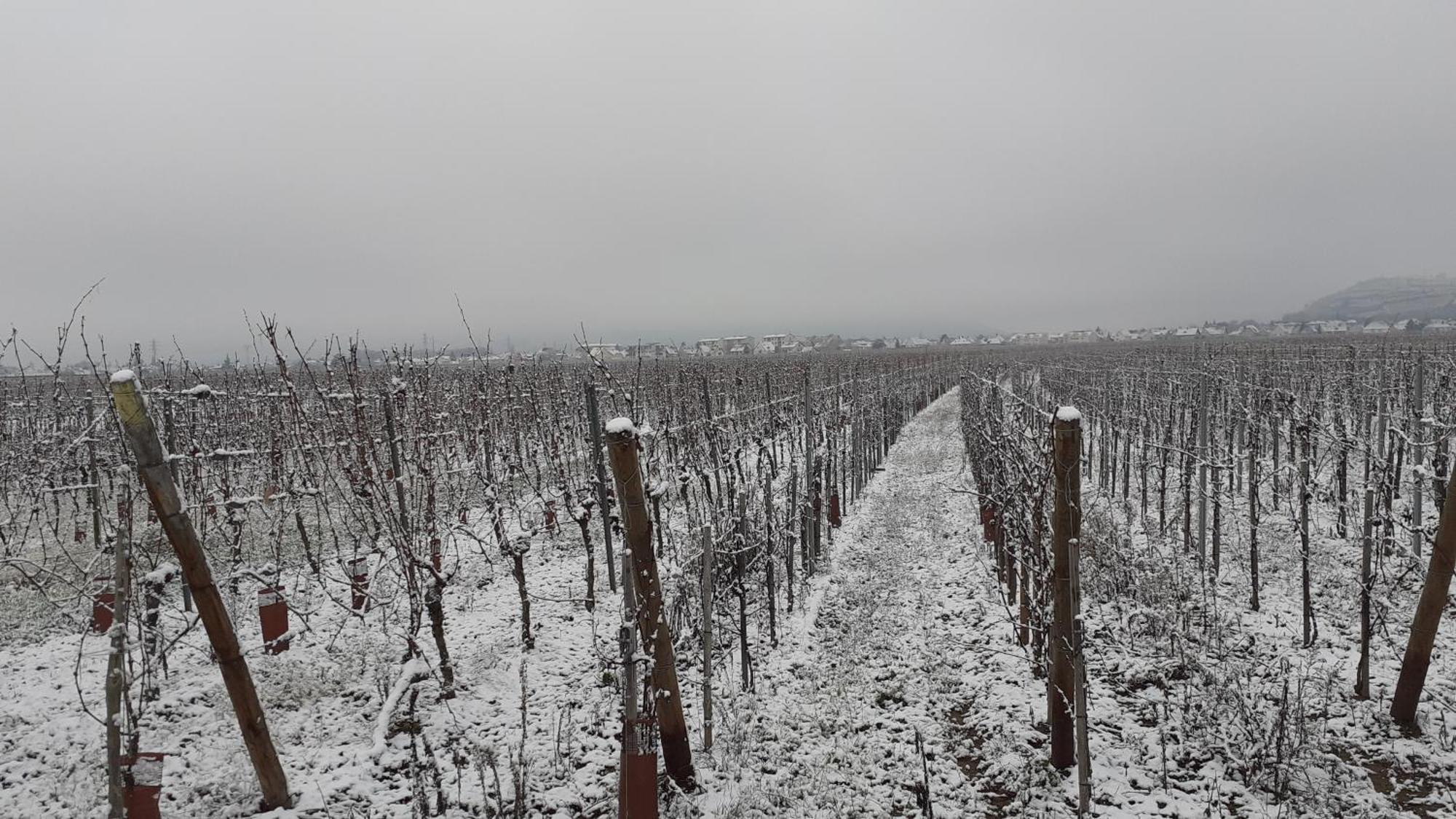 Bed and Breakfast Aux Pieds Des Vignes Ingersheim Exterior foto